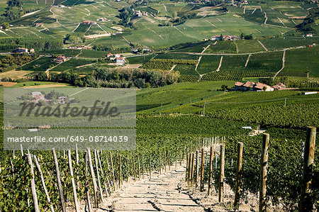 Vineyards, Barolo, Langhe, Piedmont, Italy