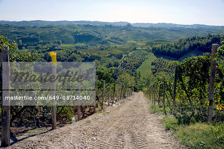 Vineyards, Nebbiolo, Langhe, Piedmont, Italy