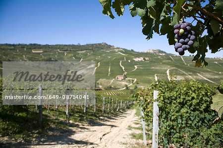Vineyards, Nebbiolo, Langhe, Piedmont, Italy