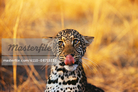 Portrait of Leopard Cub Sticking Out Tongue Portrait of Leopard Cub Sticking Out Tongue
