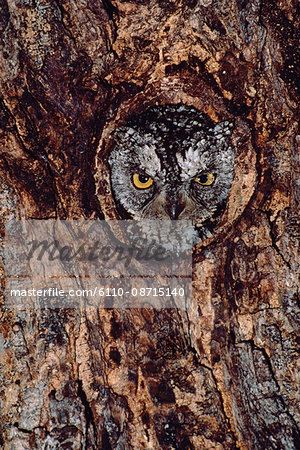 Owl Peeking out of Nest Hole