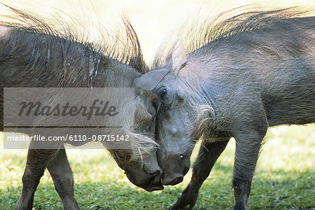 Warthogs Fighting