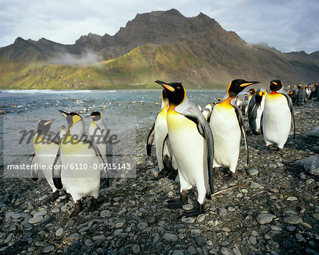 King Penguins, South Georgia Island, Antarctica