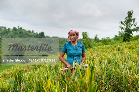 A Marma woman clearing weeds in a ginger field in the Chittagong Hill Tracts, Bangladesh, Asia