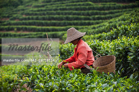 A woman collects tea leaves on a Puer tea estate in Yunnan Province, China, Asia