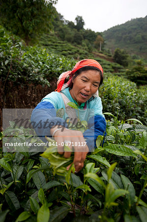 A woman collects tea leaves on a Puer tea estate in Yunnan Province, China, Asia