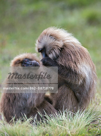 Ethiopia, Amhara Region, Simien Mountains, Debark.  A Gelada de-fleeing another one. This distinctive species of Old World monkey is only found in the Ethiopian Highlands.