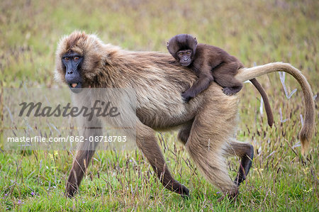 Ethiopia, Amhara Region, Simien Mountains, Debark.  A Gelada mother carrying her baby on her back. This distinctive species of Old World monkey is only found in the Ethiopian Highlands.