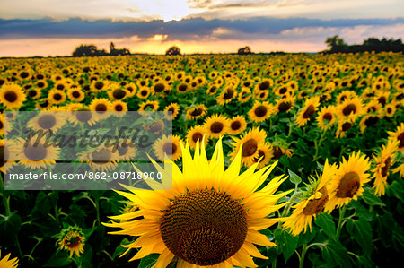 Field of blooming sunflowers in Loire Valley, France, Europe