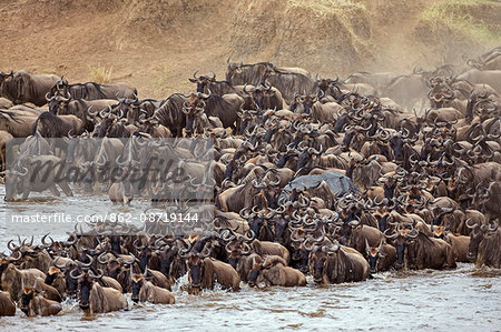 Kenya, Masai Mara, Narok County. White-bearded Gnus, or wildebeest, mass on the banks of the Mara River in readiness to cross during their annual migration.