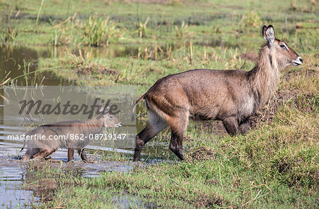 Kenya, Masai Mara, Narok County. A Defassa Waterbuck and her offspring.