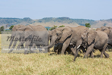 Kenya, Masai Mara, Narok County. A herd of African elephants on the move in Masai Mara.