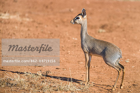 Kenya, Samburu County, Samburu National Reserve. A male Kirk's dikdik. Note the tick on its face-gland.