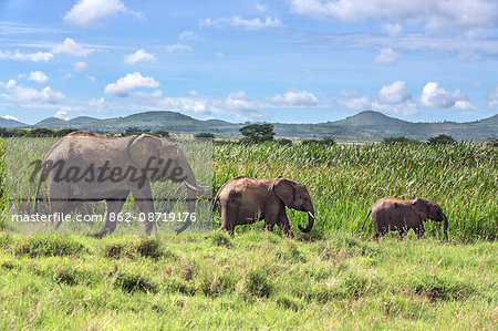 Kenya, Meru County, Lewa Wildlife Conservancy. A female elephant with her two offspring. Kenya, Meru County, Lewa Wildlife Conservancy. A female elephant with her two offspring.