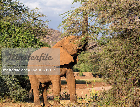 Kenya, Samburu County, Samburu National Reserve. A bull elephant reaches to feed on an Acacia tree.