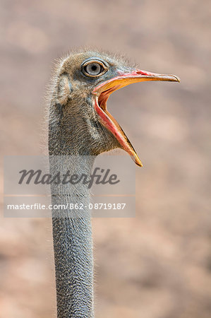 Kenya, Samburu County, Samburu National Reserve. The head and open bill of a male Somali Ostrich.
