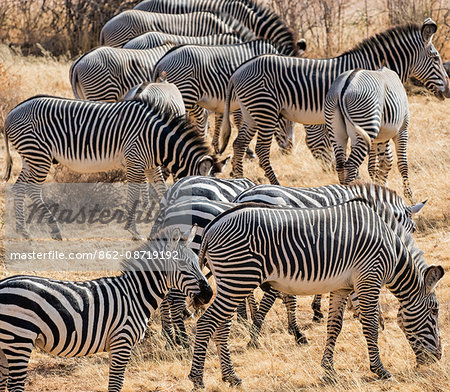 Kenya, Samburu County, Samburu National Reserve. A mixed herd of Common and Grevy's zebra.