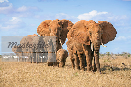 Kenya, Taita-Taveta County, Tsavo East National Park. A herd of African elephants moves in single file. Kenya, Taita-Taveta County, Tsavo East National Park. A herd of African elephants moves in single file.