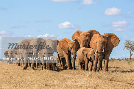 Kenya, Taita-Taveta County, Tsavo East National Park. A herd of African elephants moves in file.
