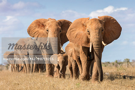 Kenya, Taita-Taveta County, Tsavo East National Park. A herd of elephants moves in single file.