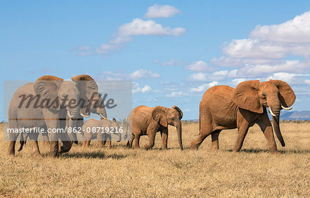 Kenya, Taita-Taveta County, Tsavo East National Park. A family group of African elephants crosses dry savannah country. Kenya, Taita-Taveta County, Tsavo East National Park. A family group of African elephants crosses dry savannah country.