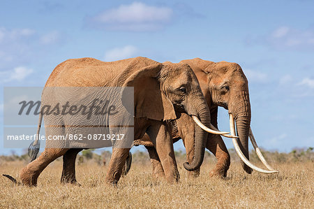 Kenya, Taita-Taveta County, Tsavo East National Park. Two fine African elephants cross dry savannah country.