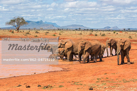 Kenya, Taita-Taveta County, Tsavo East National Park. A herd of African elephants and common Zebras drink at a waterhole in dry savannah country.