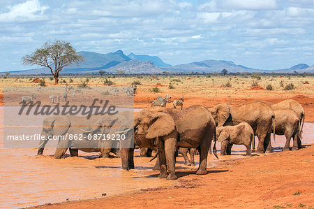 Kenya, Taita-Taveta County, Tsavo East National Park. A herd of African elephants and common Zebras drink at a waterhole in dry savannah country.