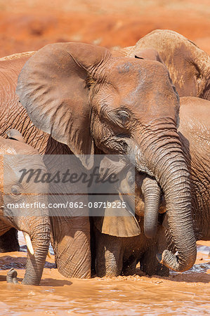 Kenya, Taita-Taveta County, Tsavo East National Park. African elephants enjoy bathing at a waterhole in dry savannah country.