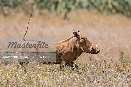 Kenya, Taita-Taveta County, Tsavo East National Park. A warthog running with tail erect.