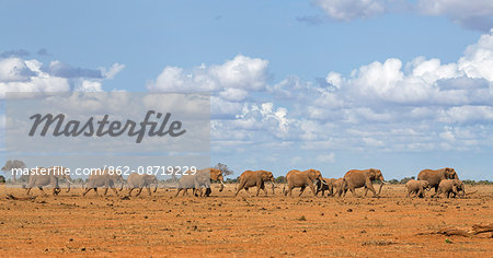 Kenya, Taita-Taveta County, Tsavo East National Park. A herd of African elephants moves in single file towards a waterhole in dry savannah country.