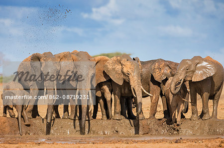 Kenya, Taita-Taveta County, Tsavo East National Park. A herd of African elephants fling mud over themselves at a muddy waterhole in dry savannah country.