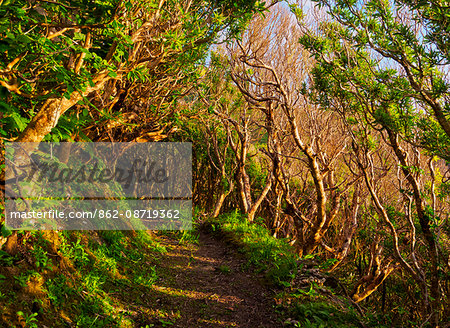 Portugal, Azores, Flores, Old Trail between Mosteiro and Lajedo. Portugal, Azores, Flores, Old Trail between Mosteiro and Lajedo.
