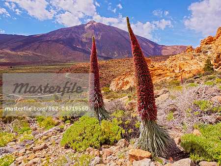 Spain, Canary Islands, Tenerife, Teide National Park, View of the Endemic Plant Tajinaste Rojo, Echium Wildpretii, and Teide Peak.