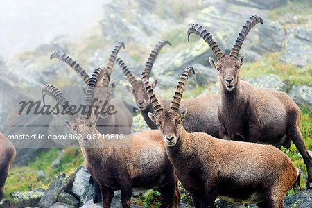 Europe, Switzerland, Bernese Oberland, Interlaken, Unesco area, Alpine ibex (Capra ibex) or Steinbock