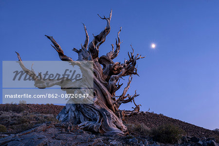 USA, Inyo County, Eastern Sierra, California,The Ancient Bristlecone Pine Forest is a protected area high in the White Mountains in Inyo County in eastern California,Pinus longaeva)