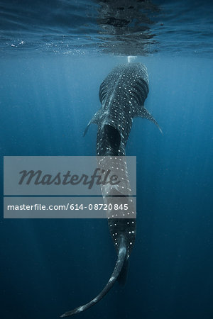 Large whale shark (Rhincodon typus) feeding on fish eggs at sea surface, Isla Mujeres, Mexico