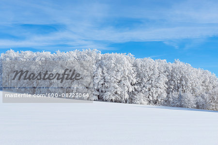 Snow Covered Hardwood Forest in Winter, Schauinsland, Black Forest, Freiburg im Breisgau, Baden-Wurttemberg, Germany