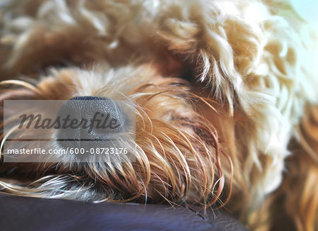 Close up of nose of a mixed breed, snoozing puppy