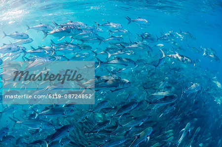 A large school of bigeye trevally (Caranx sexfasciatus) in deep water near Cabo Pulmo, Baja California Sur, Mexico, North America