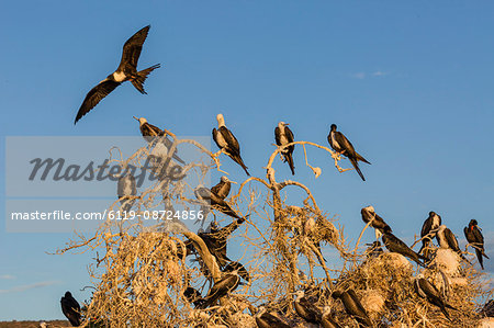 Magnificent frigatebirds (Fregata magnificens), San Gabriel Bay, Espiritu Santo Island, Baja California Sur, Mexico, North America