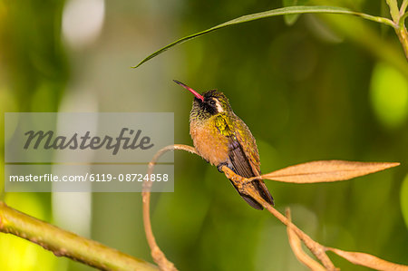 Adult male Xantus's hummingbird (Hylocharis xantusii), Todos Santos, Baja California Sur, Mexico, North America