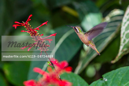 Adult male Xantus's hummingbird (Hylocharis xantusii), Todos Santos, Baja California Sur, Mexico, North America