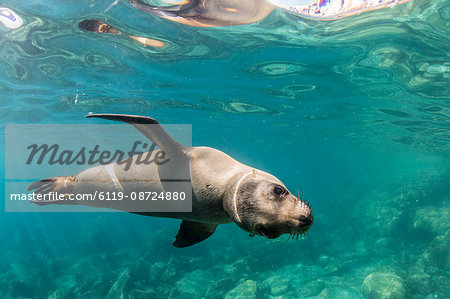 Curious California sea lion (Zalophus californianus) underwater at Los Islotes, Baja California Sur, Mexico, North America