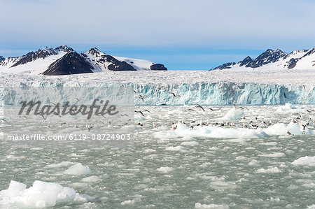 Black-legged kittiwakes (Rissa tridactyla) on ice floe, Lilliehook glacier in Lilliehook fjord, a branch of Cross Fjord, Spitsbergen, Svalbard Archipelago, Arctic, Norway, Scandinavia, Europe