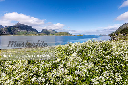 Summer flowers framed by clear water, Fredvang, Flakstad municipality, Nordland county, Lofoten Islands, Artic, Northern Norway, Scandinavia, Europe