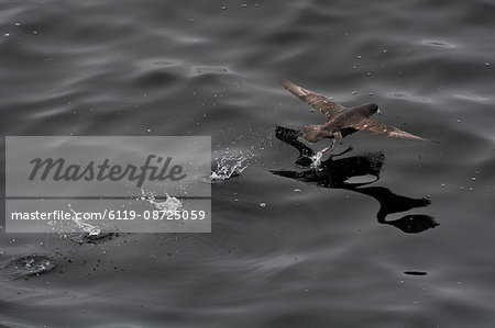 Northern fulmar (Fulmarus glacialis) taking off from a calm sea, Sakhalin Island, Russia, Eurasia