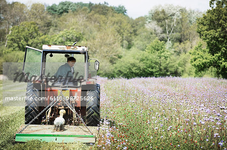 A tractor cutting a swathe through tall grasses and flowers in a field.