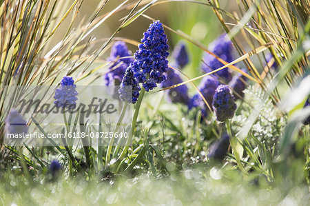 Close up of spring bulbs, grape hyacinths growing in grass.