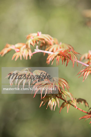 An acer tree branch with vibrant red and yellow leaves.